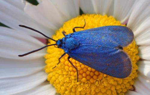 Réf. 233 441 : Adscita sp.